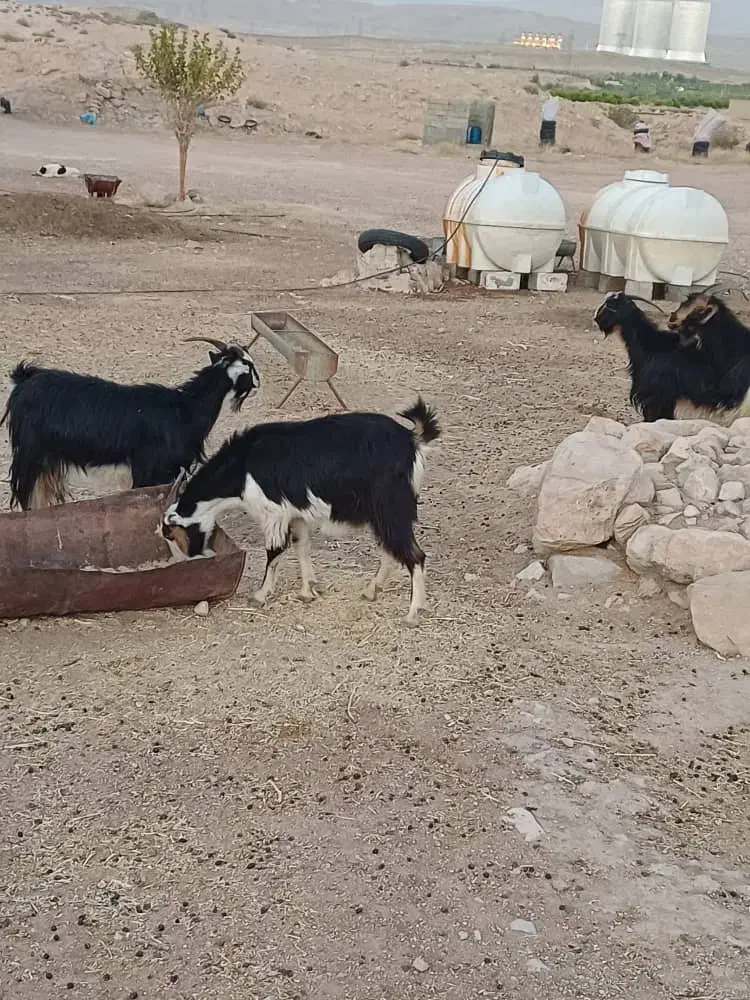 بز محلی|حیوانات مزرعه|جهرم, |دیوار