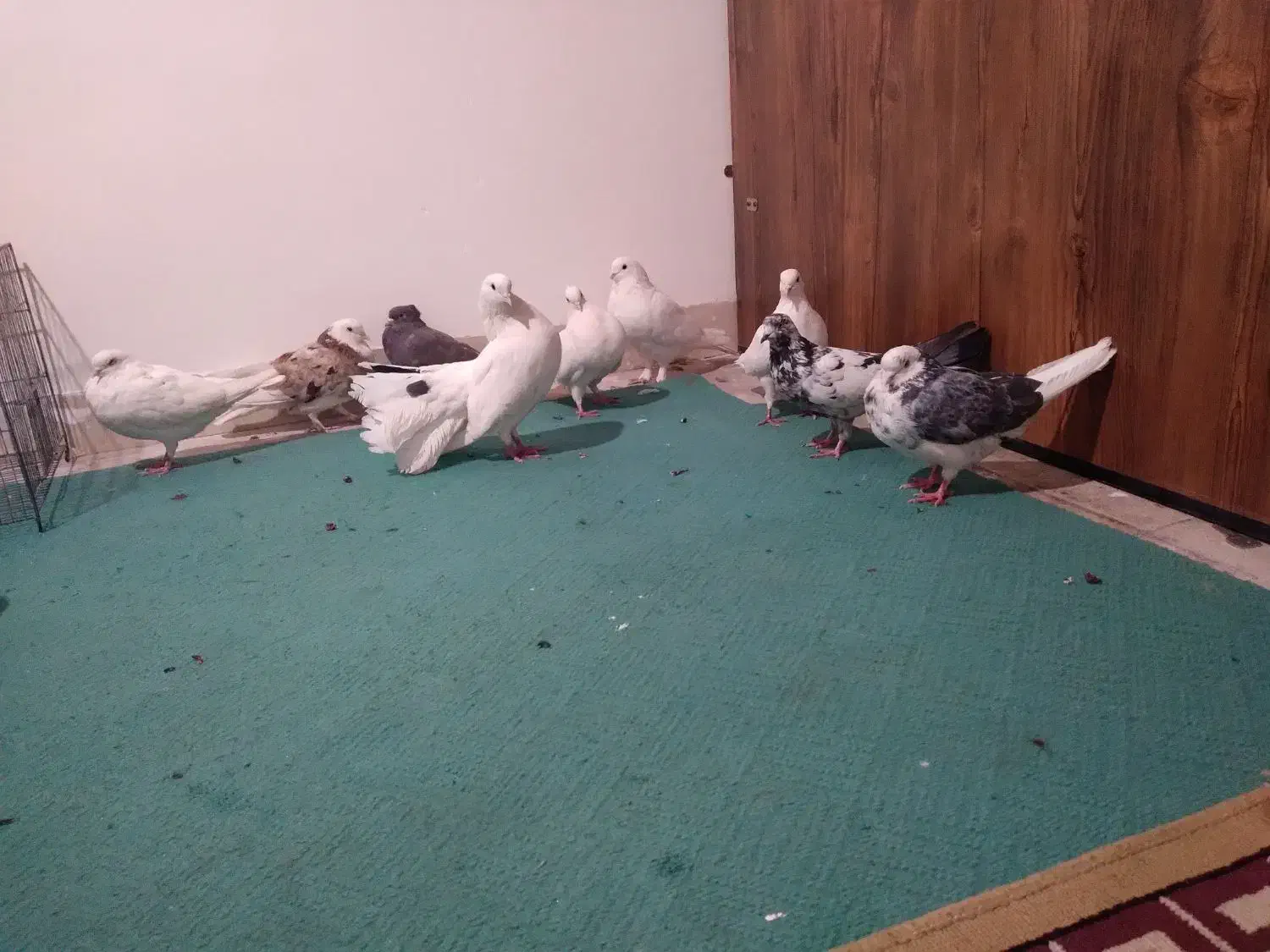 کفترتزیینی وپرشی|پرنده|قم, لسانی|دیوار