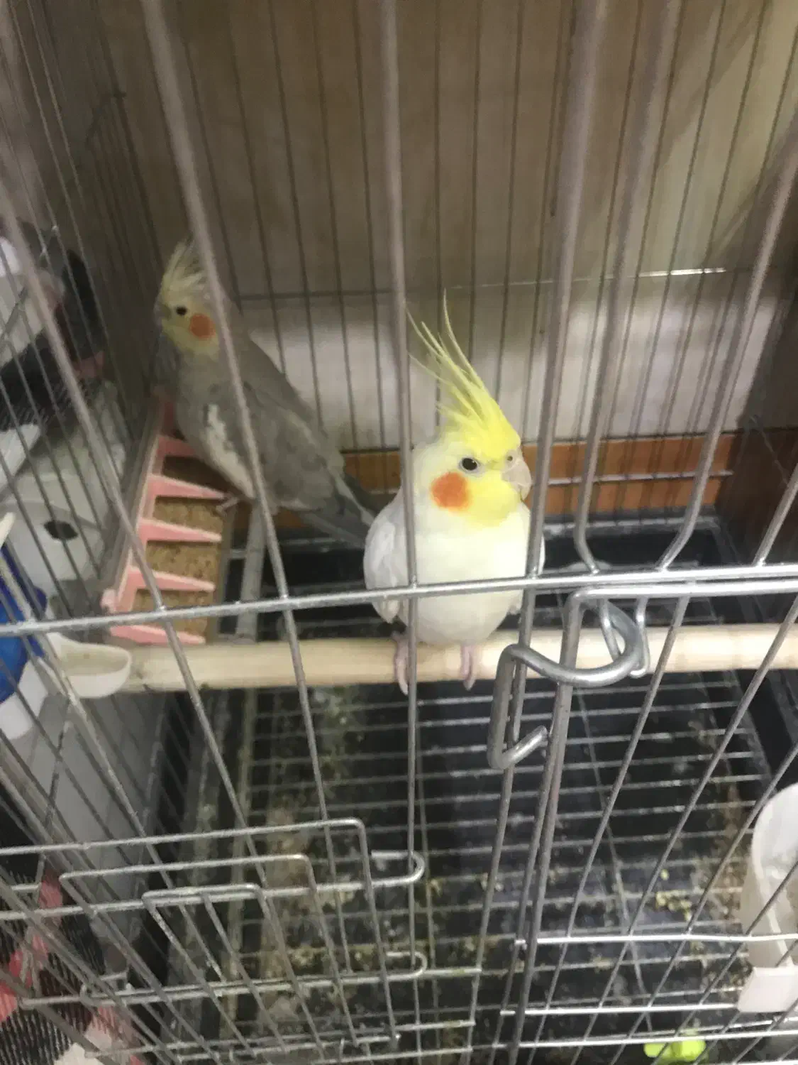 عروس پاریس رامشیر|پرنده|بندر ماهشهر, |دیوار