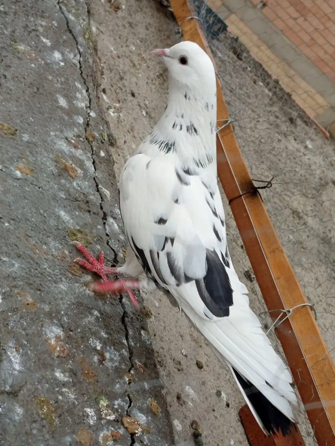 کفتر گرفتی|پرنده|نسیم‌شهر, |دیوار