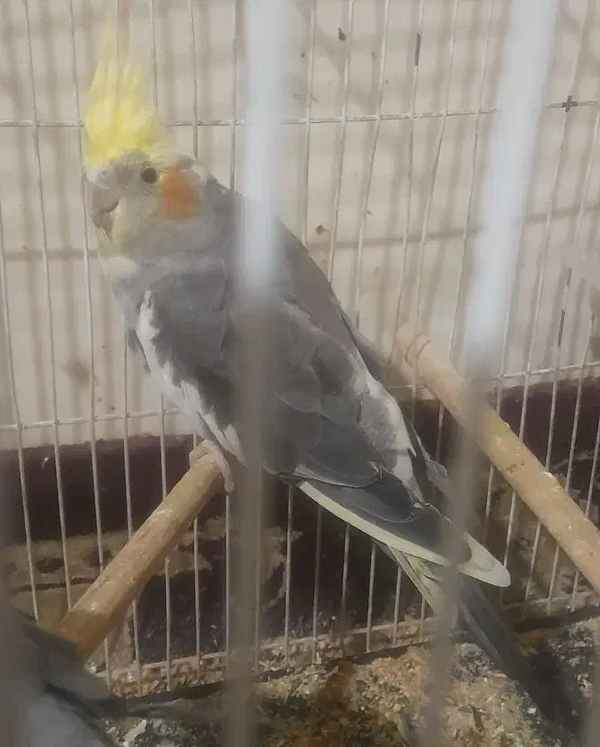 عروس هلندی ابلغ|پرنده|مشهد, محمدآباد|دیوار