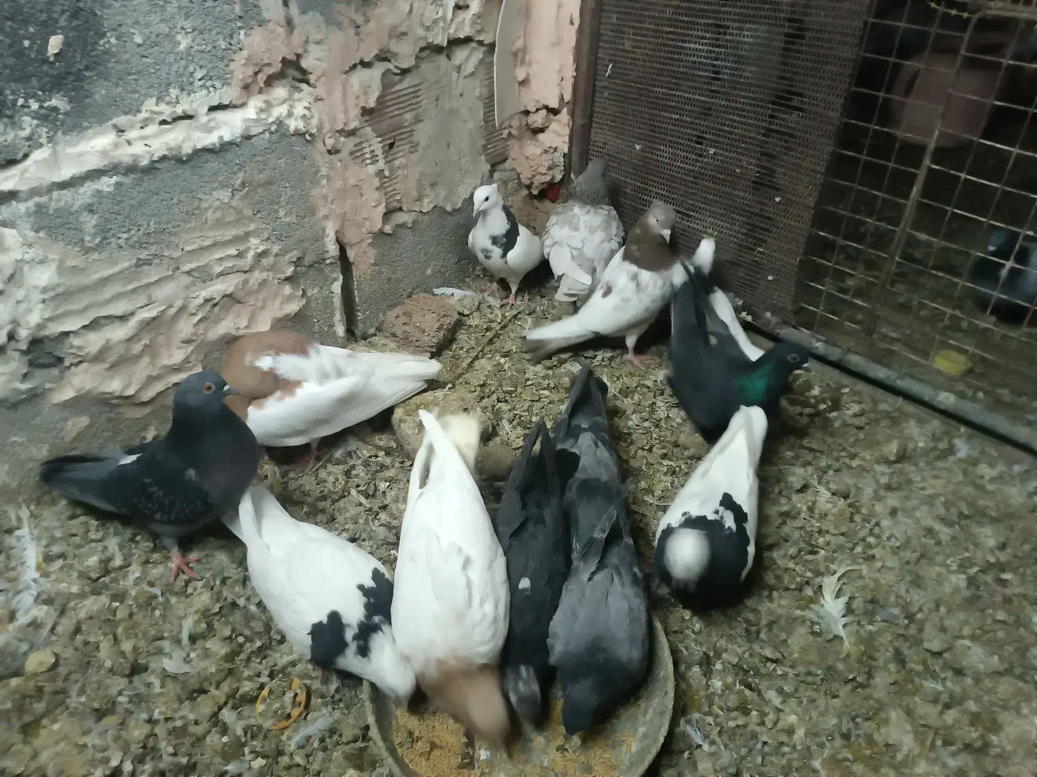 کبوتر سالم پرشی|پرنده|عجب شیر, |دیوار