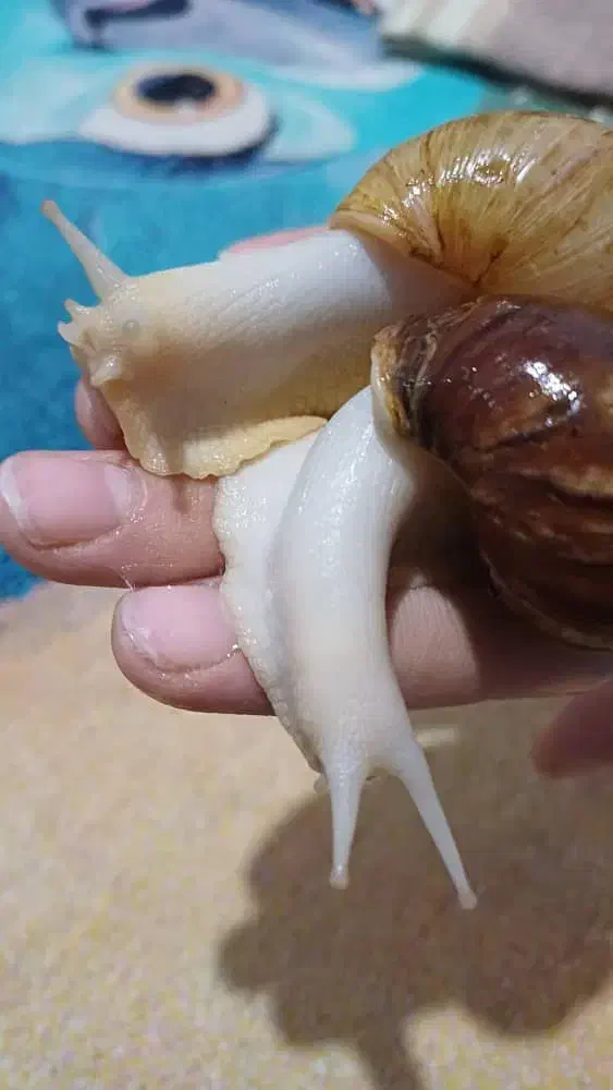 حلزون|خزنده|نسیم‌شهر, |دیوار