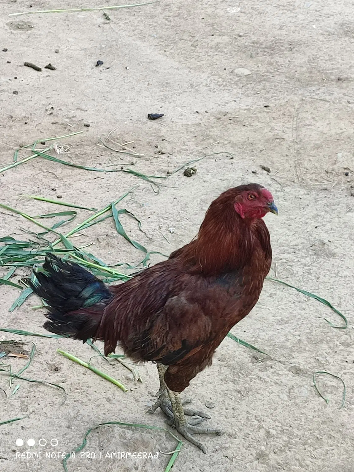 خروس لاری|حیوانات مزرعه|خزل, |دیوار
