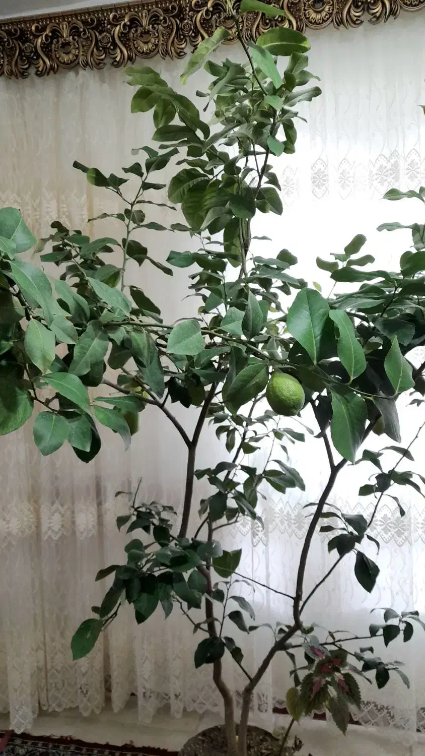 گل وگیاه|گل و گیاه طبیعی|مراغه, |دیوار