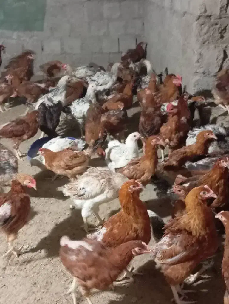 مرغ وخروس|حیوانات مزرعه|بمانی, |دیوار