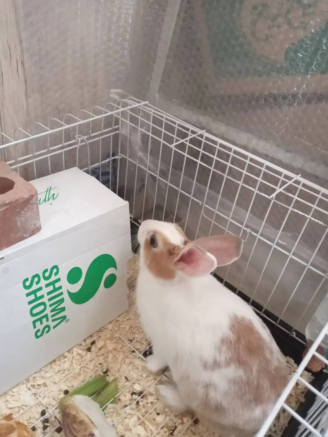 خرگوش|موش و خرگوش|تهران, اسفندیاری|دیوار