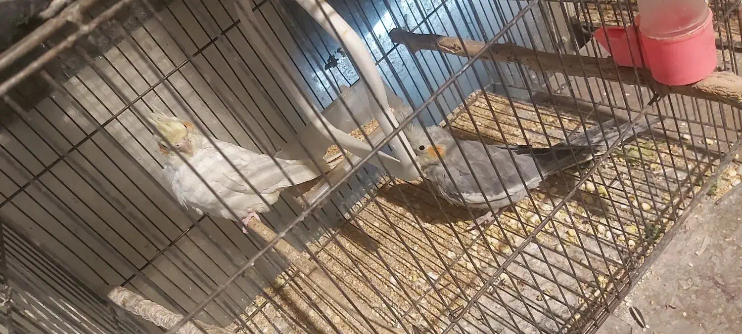 عروس هلندی آلبینو|پرنده|اردبیل, |دیوار