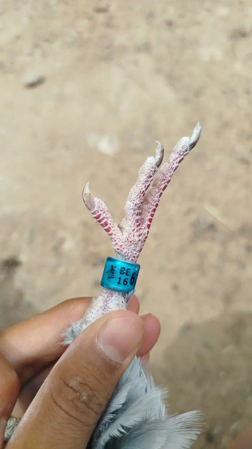 جفت پلاکی ماده جان آردن نربلژیک|پرنده|کارون, |دیوار