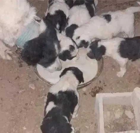 واگذاری سگ با اصل و نسب ۲۷۰۰ بومهن|سگ|تهران, تهرانپارس شرقی|دیوار