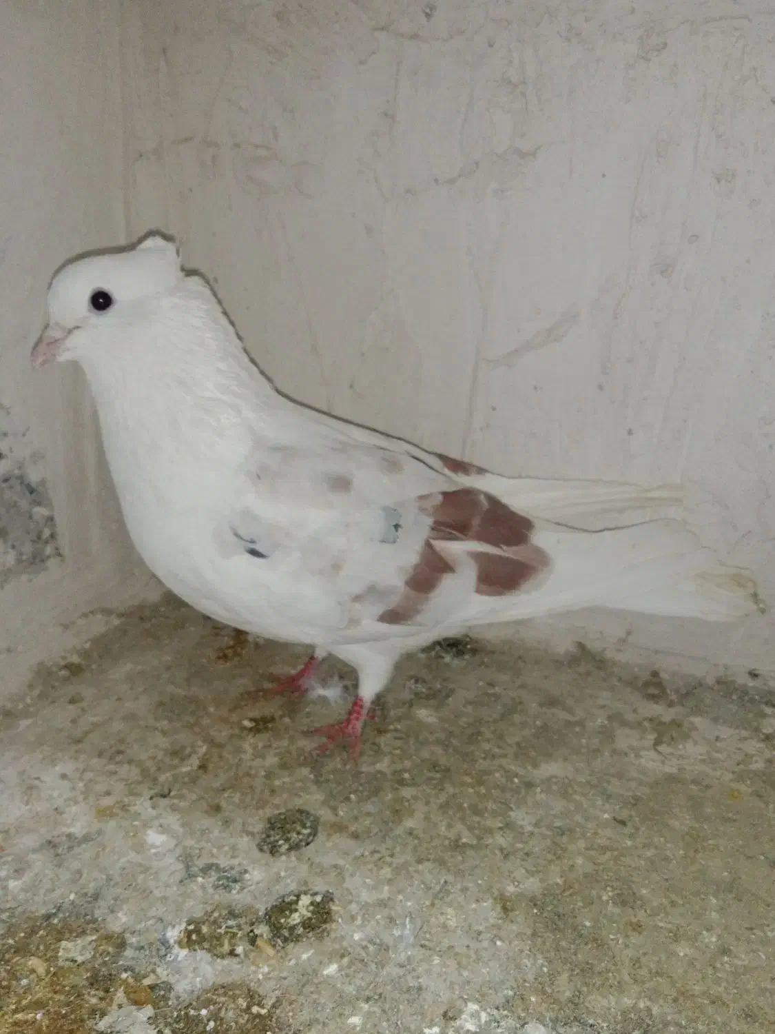 کبوتر شونی|پرنده|معمولان, |دیوار