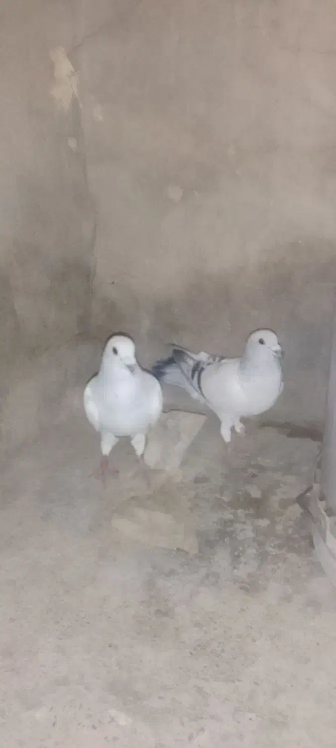 سلام دوعددکبوتر نر1000000|پرنده|کرباسک, |دیوار