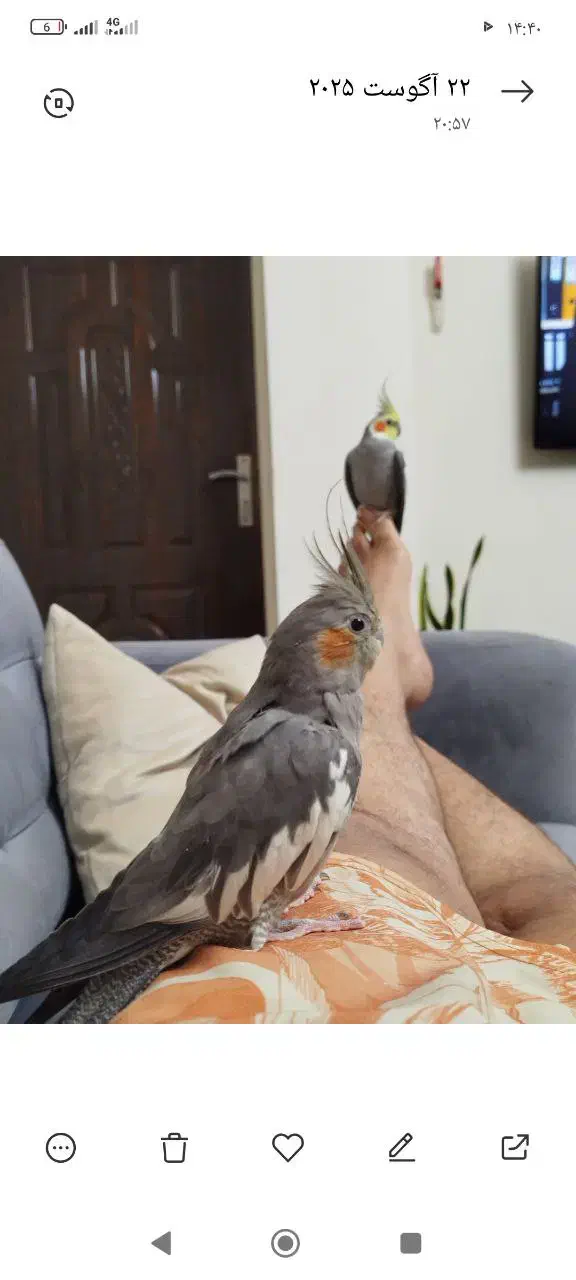 عروس هلندی|پرنده|کهریزک, |دیوار