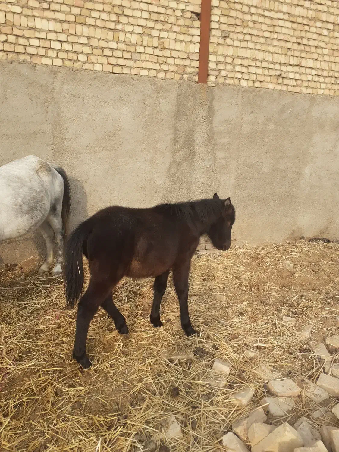 کره اسب نریون|اسب و تجهیزات اسبسواری|ورامین, ورامین|دیوار