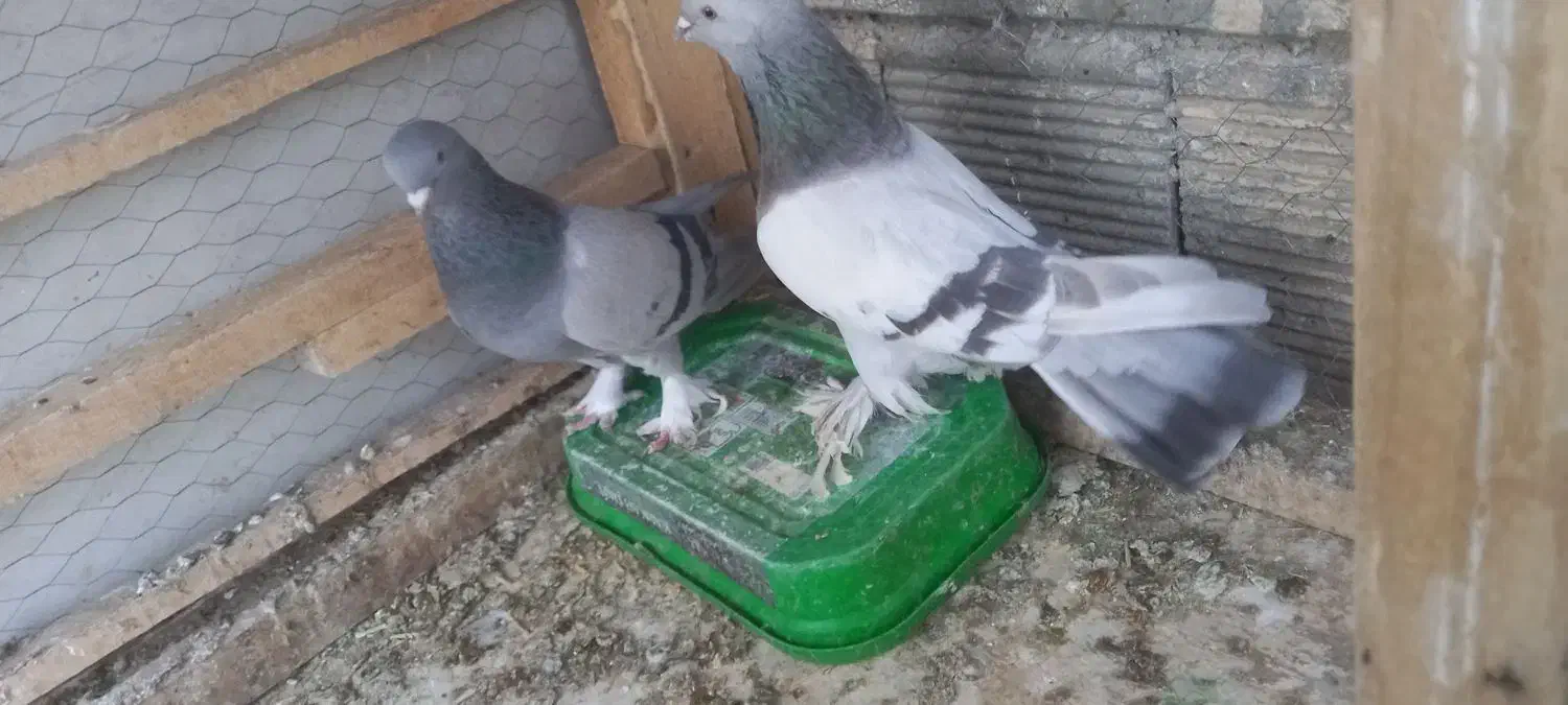 کبوتر کاغذی|پرنده|چادگان, |دیوار