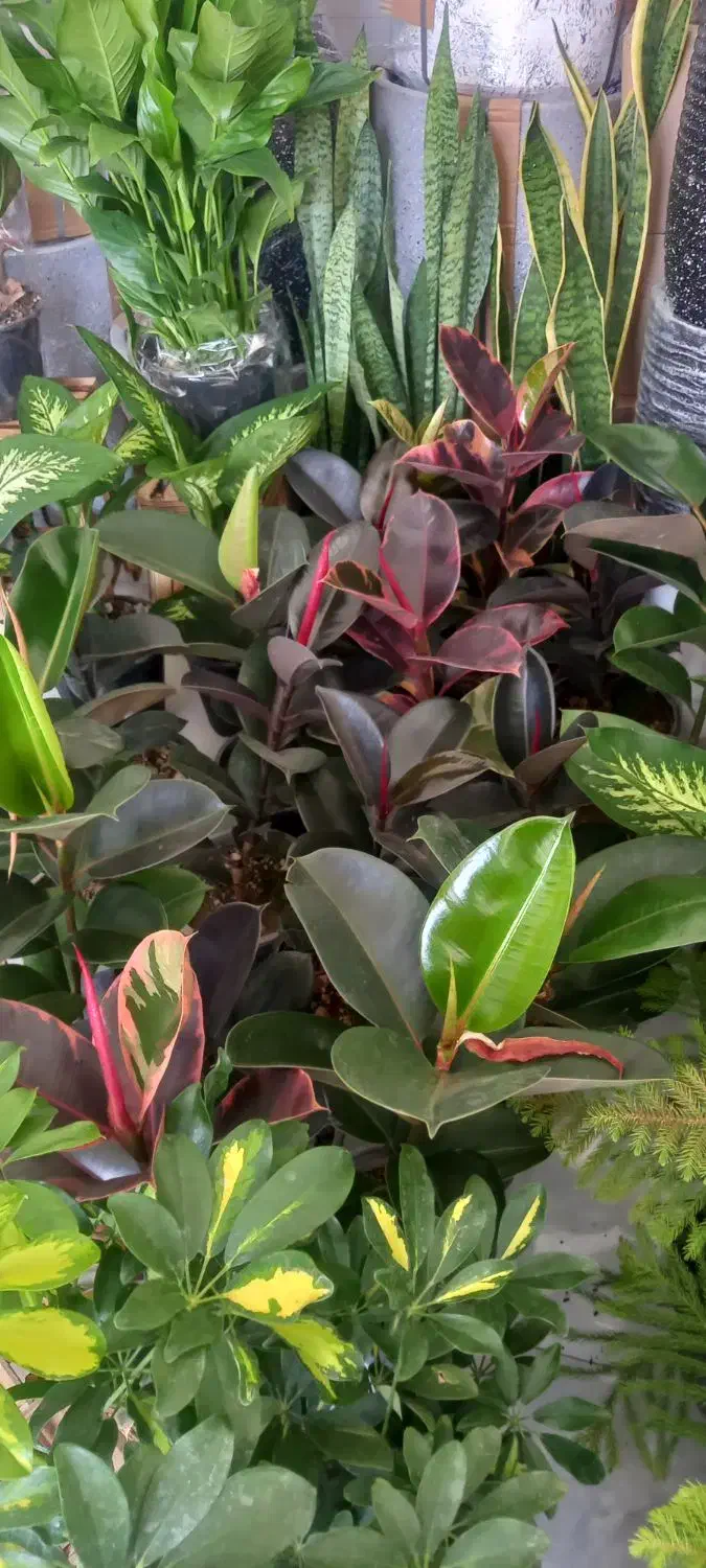 ماندگار|گل و گیاه طبیعی|خرم‌آباد, |دیوار