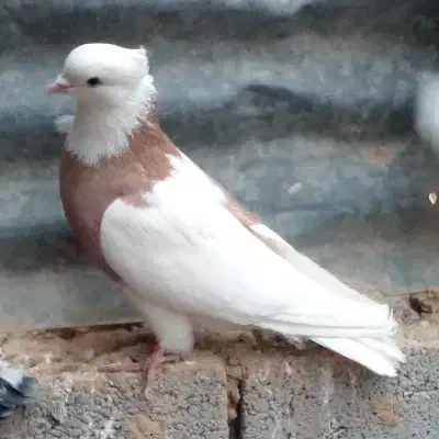 کبوتر طوقی پلاکی نر ،جفت بدرنگ سینه واز|پرنده|شاهینشهر, شهرک سایت|دیوار