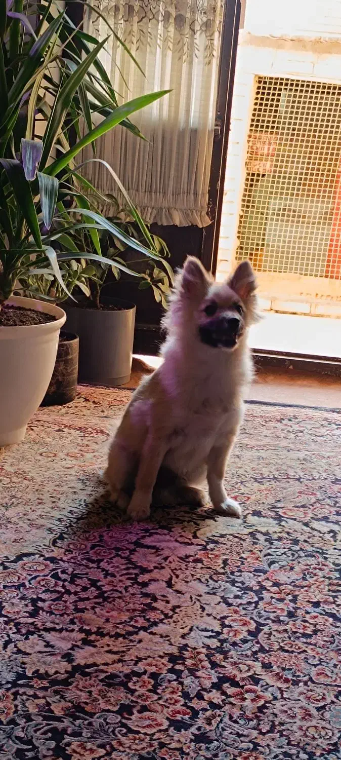 سگ پامرانیان خرسی۴ماهه|سگ|سیرجان, |دیوار