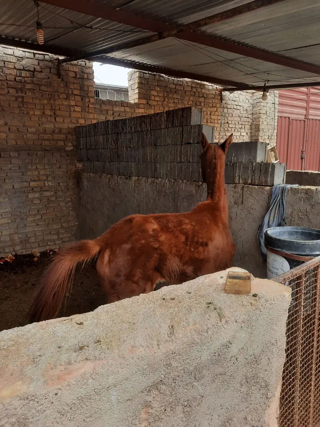 گره اسب|اسب و تجهیزات اسب‌سواری|یزد, |دیوار