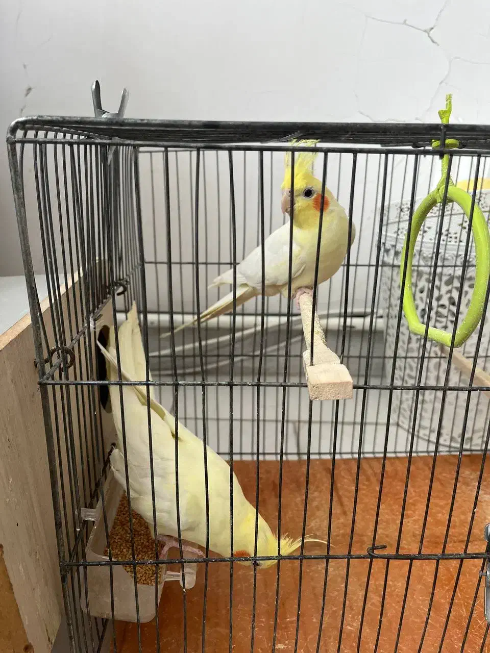 عروس هلندی|پرنده|سهند, |دیوار