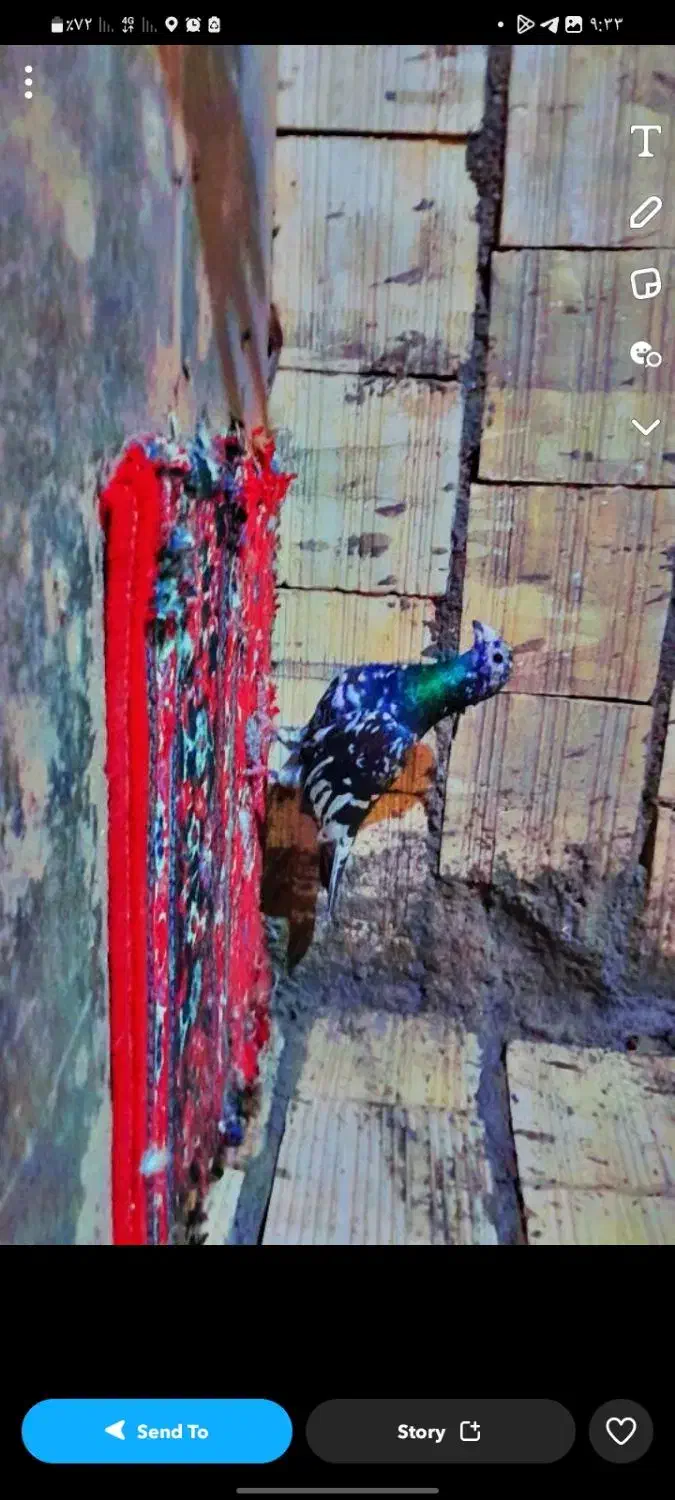 کفتر|حیوانات|بم, |دیوار