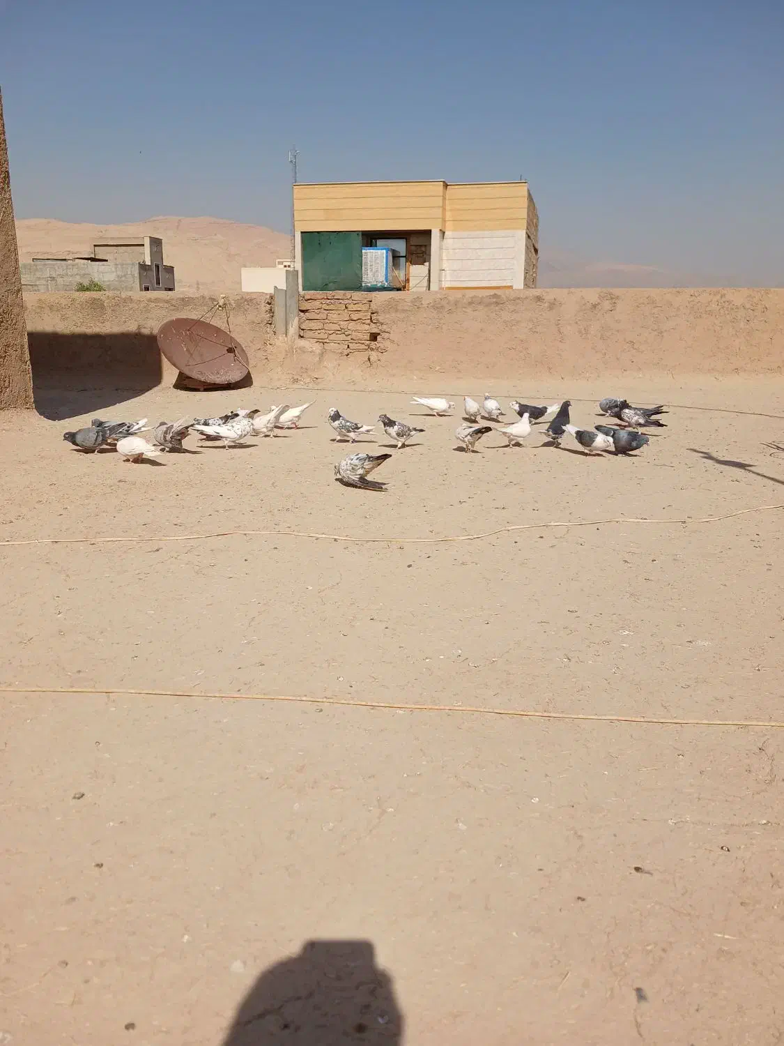 کبوتر|پرنده|گرمسار, |دیوار