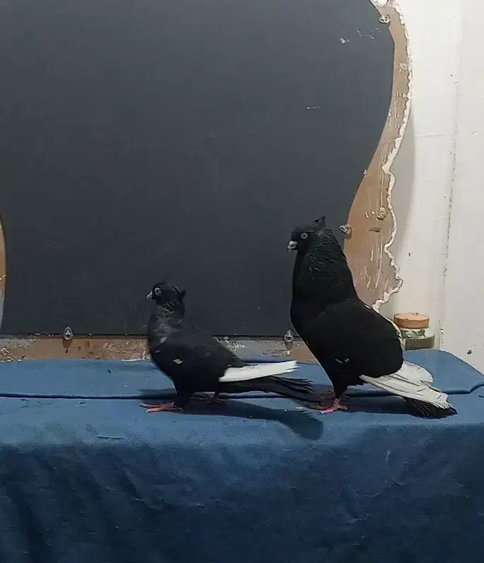 جفت سینه ای درشت و هیکلی|پرنده|اهواز, کمپلو شمالی|دیوار