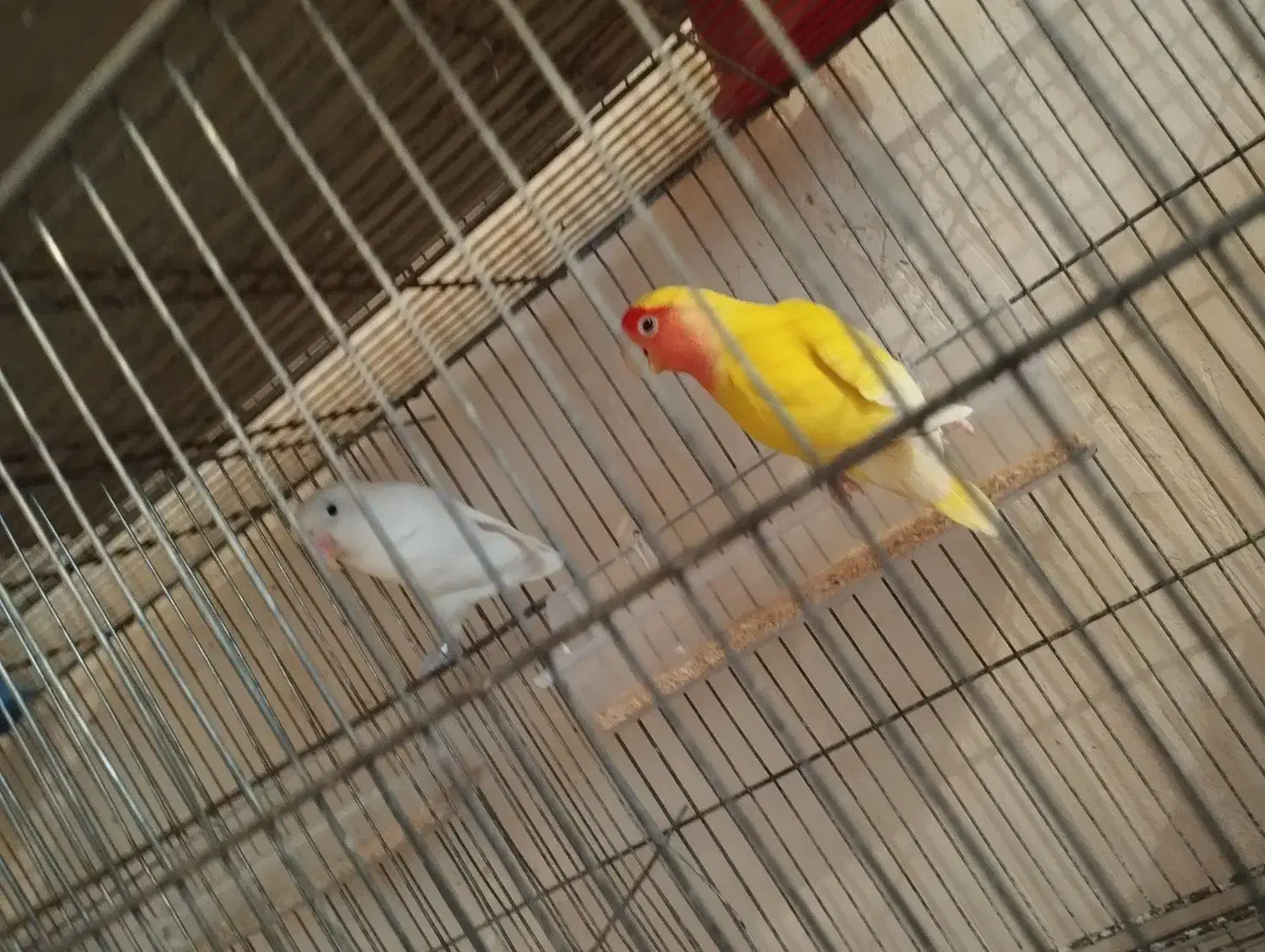 ۱ جفت کوتوله برزیلی|پرنده|آذرشهر, |دیوار