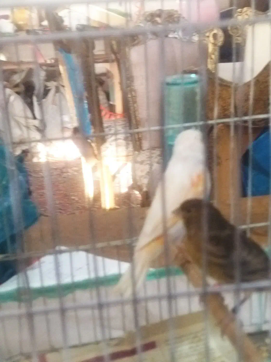 قناری سبز چمنی آماده|پرنده|اسفرورین, |دیوار