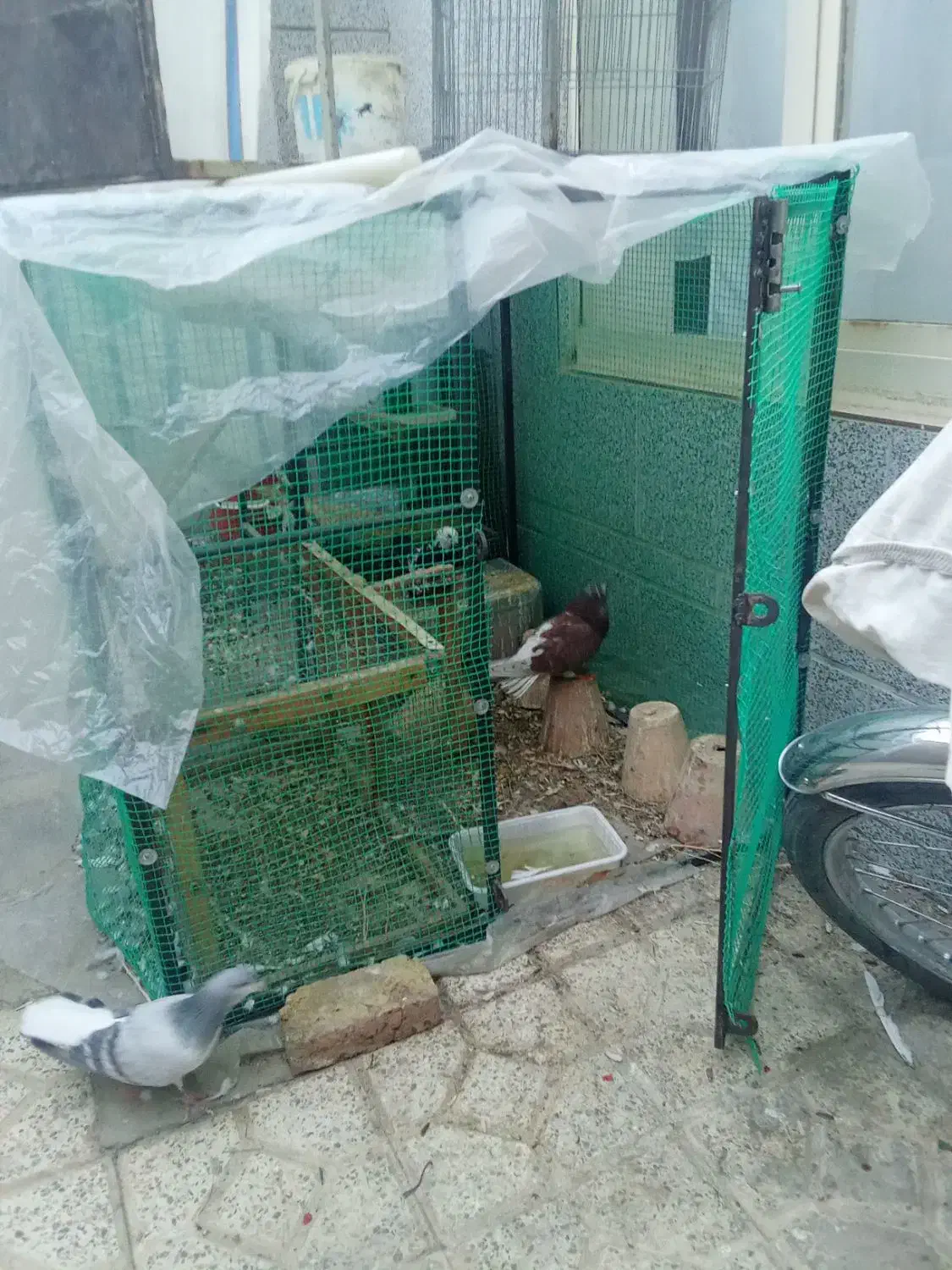 قفس کفتر|لوازم جانبی حیوانات|برخوار, |دیوار