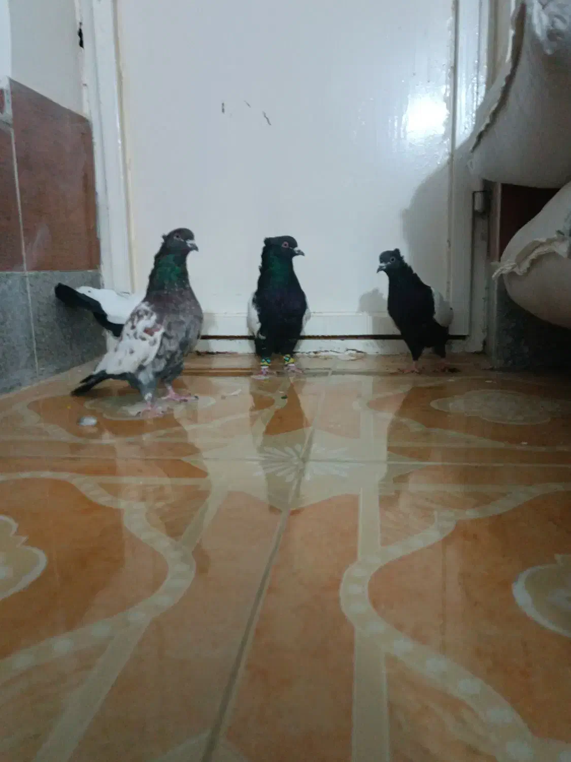 سینه و دمبی ..همه نر|پرنده|همایجان, |دیوار