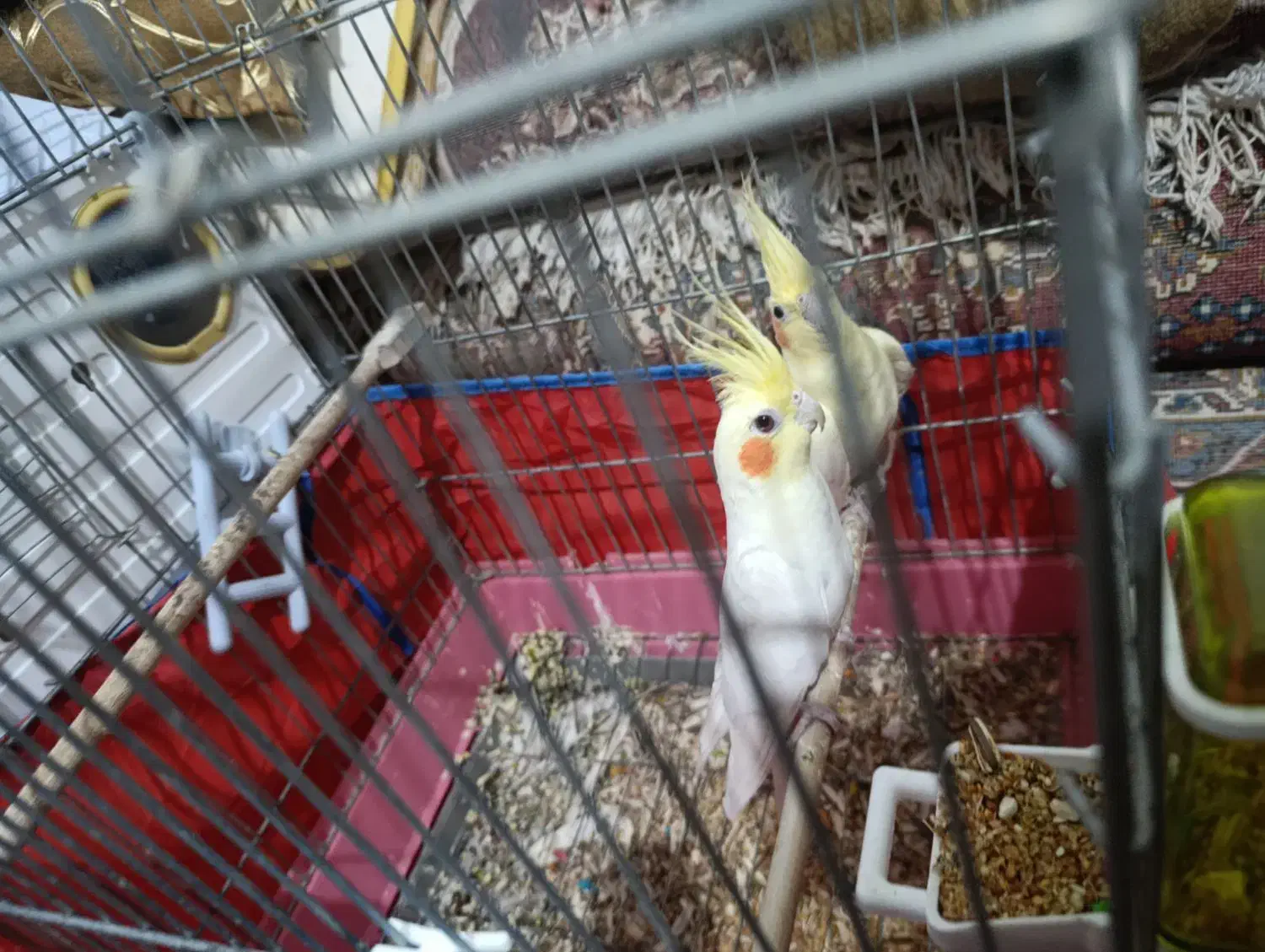 عروس هلندی جفت|پرنده|نوشین شهر, |دیوار