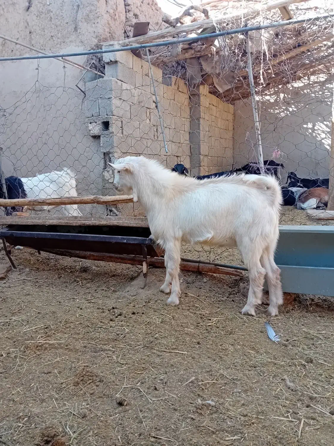 فروش یک عدد نر بزغاله سانن|حیوانات مزرعه|بسطام, |دیوار