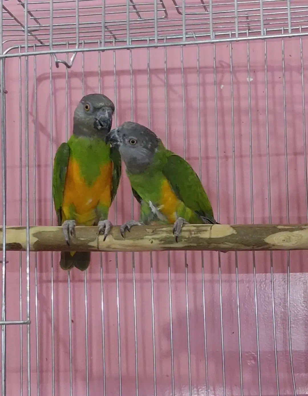 طوطی سنگال|پرنده|ری, جوانمرد قصاب|دیوار