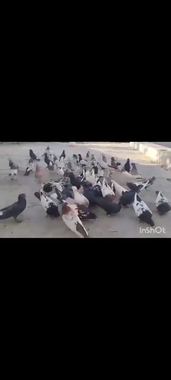 کبوتر پرنده|پرنده|همایجان, |دیوار