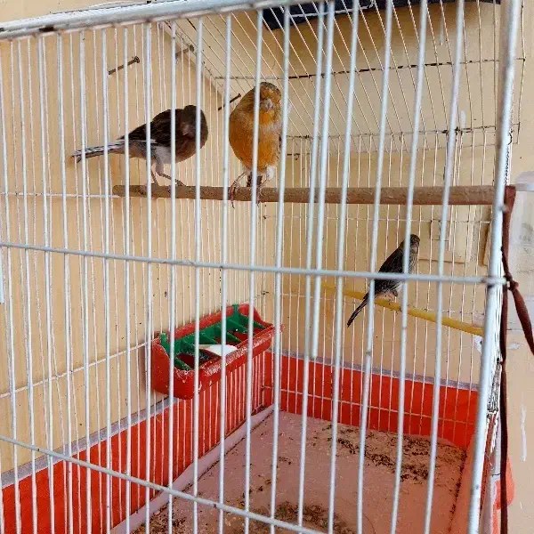 قناری دوتانریه ماده|پرنده|فارسان, |دیوار