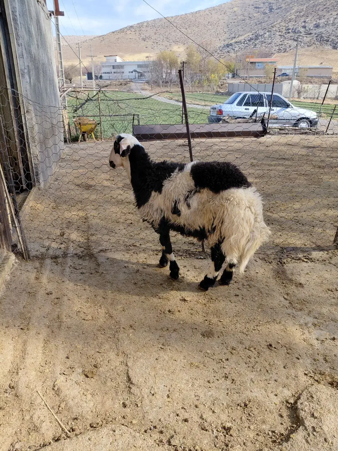 بره قوچ پلنگی خال سیاه|حیوانات مزرعه|الشتر, |دیوار