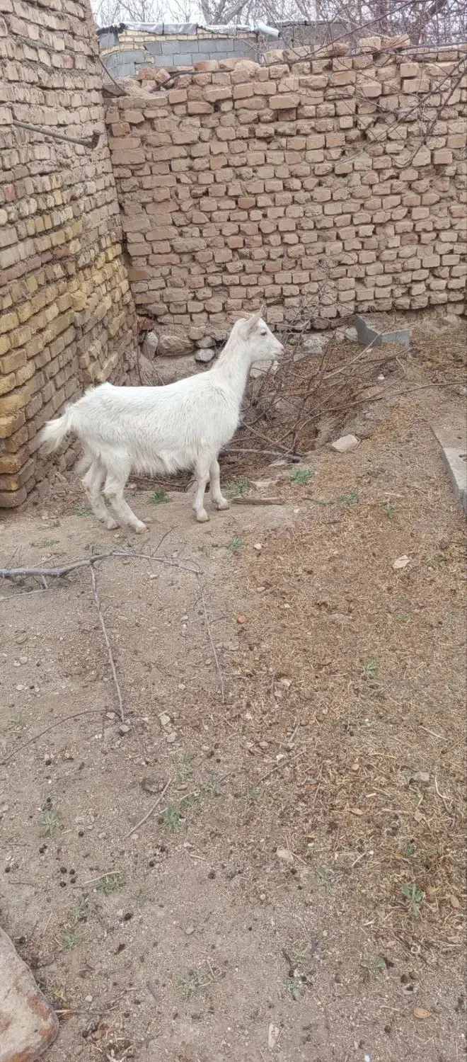 کره|حیوانات مزرعه|تفت, |دیوار