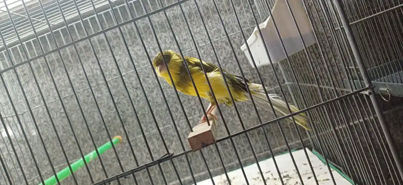 قناری رسمی بلند|پرنده|تهران, شهرک شریعتی|دیوار