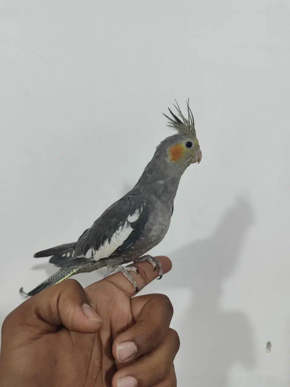 عروس هلندی|پرنده|سراوان, |دیوار