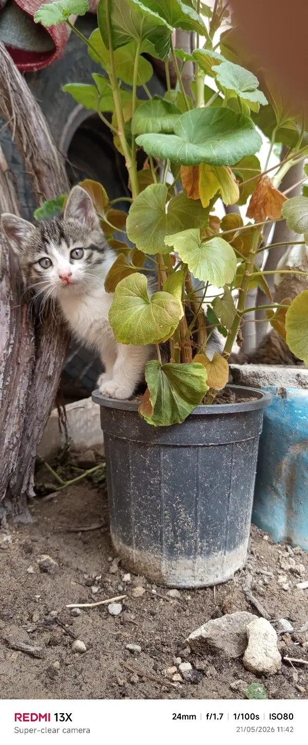 گربه ماده|گربه|ایلخچی, |دیوار