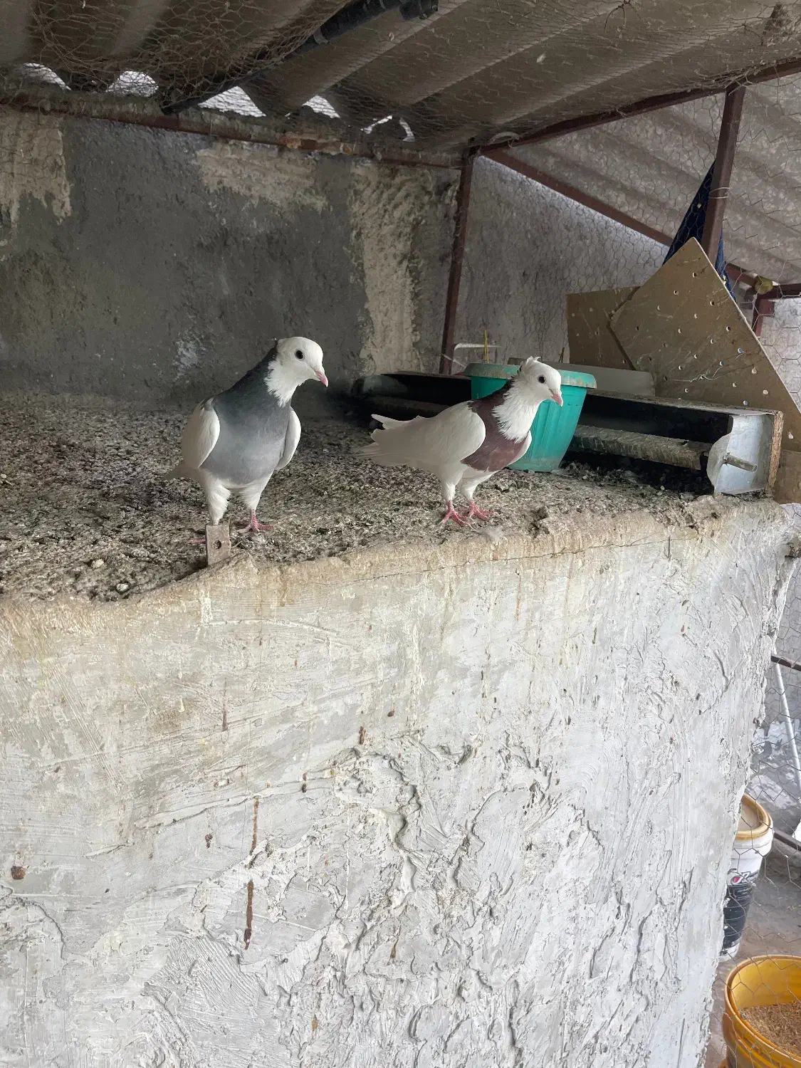 کبوتر|پرنده|اردبیل, |دیوار