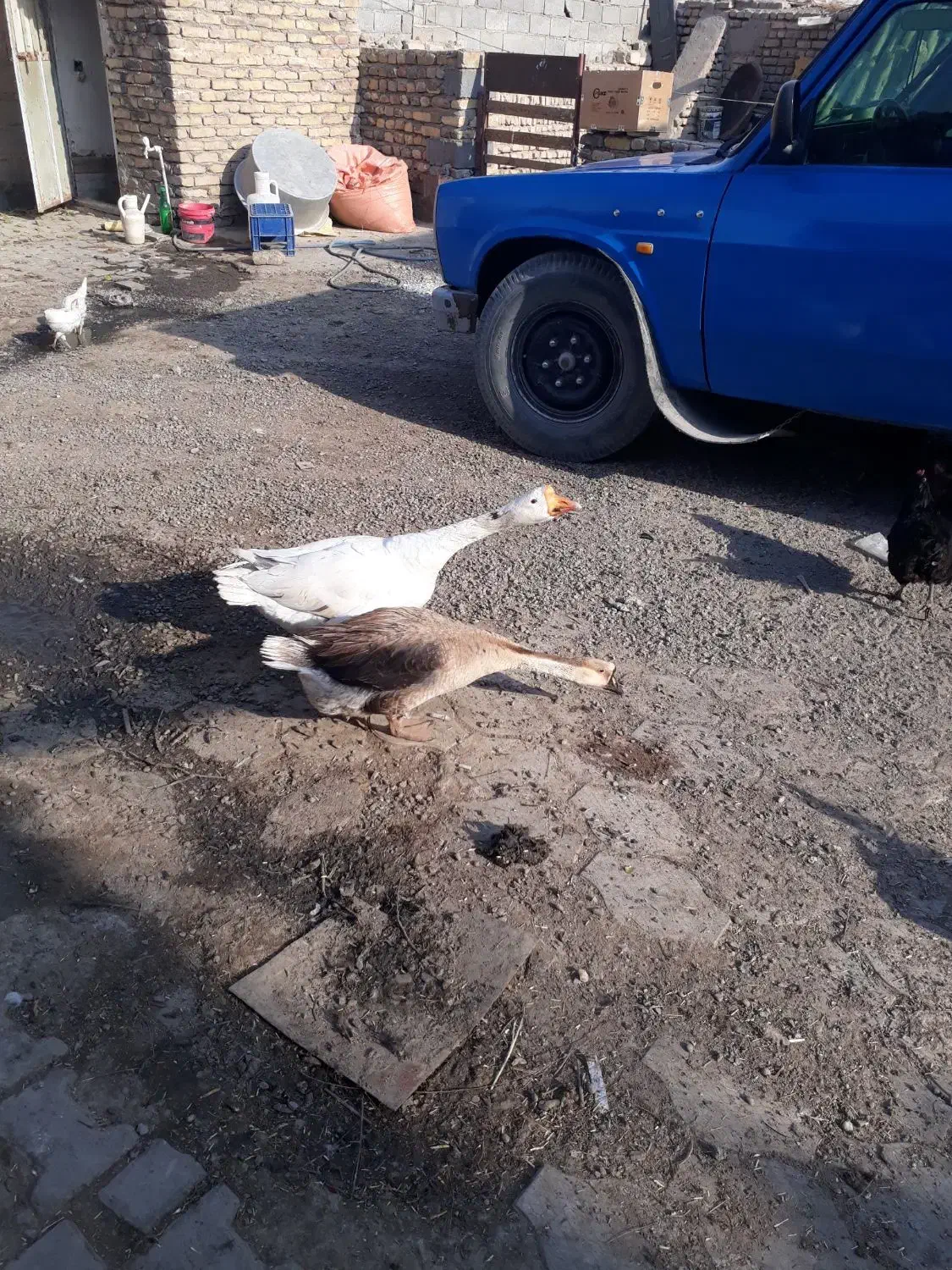 ۲عددغوغاز اوکراینی نر وماده جفت تخم|حیوانات مزرعه|مشهد, تبادکان|دیوار