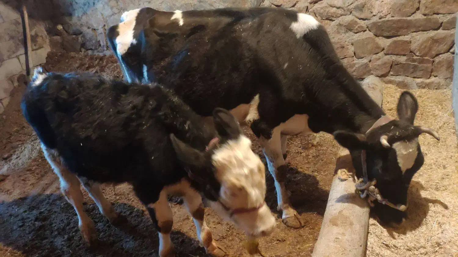 گاو‌گوساله‌نر‌سیمینتال|حیوانات مزرعه|سنندج, |دیوار