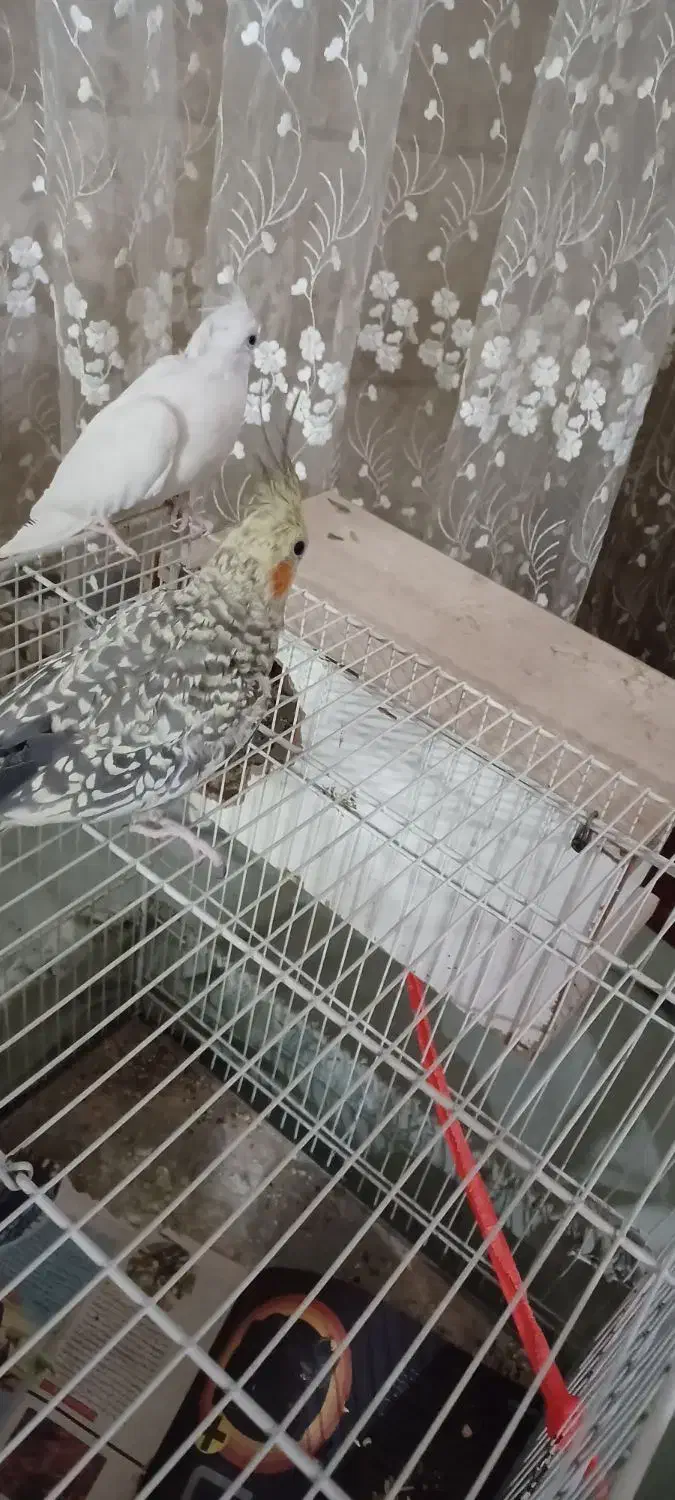 عروس هلندی جفت مولد سخن گو|پرنده|مشهد, حجت|دیوار