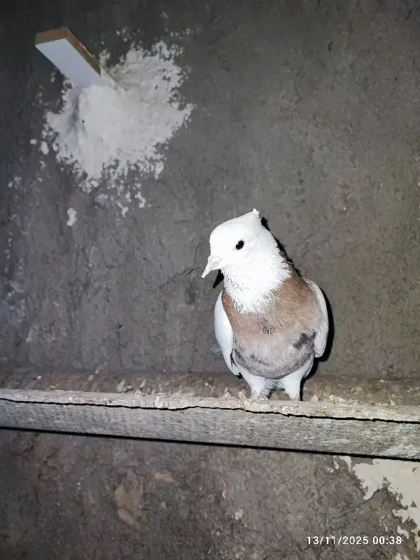 گمشده نشده طوقی ماده شکلاتی و هفت‌رنگ|حیوانات|رامهرمز, |دیوار