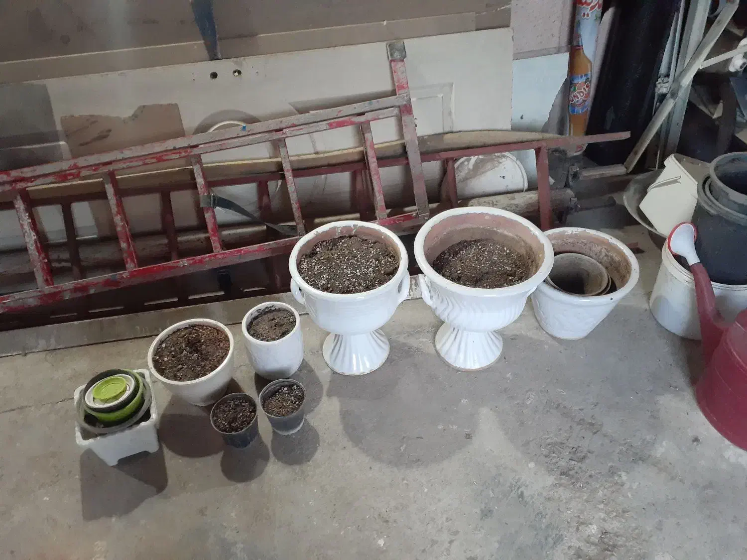 گل وگیاه|گل و گیاه طبیعی|بروجرد, |دیوار