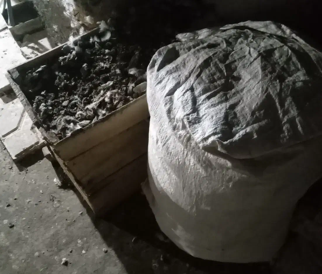 کود کبوتر|گل و گیاه طبیعی|مشهد, گلبرگ|دیوار