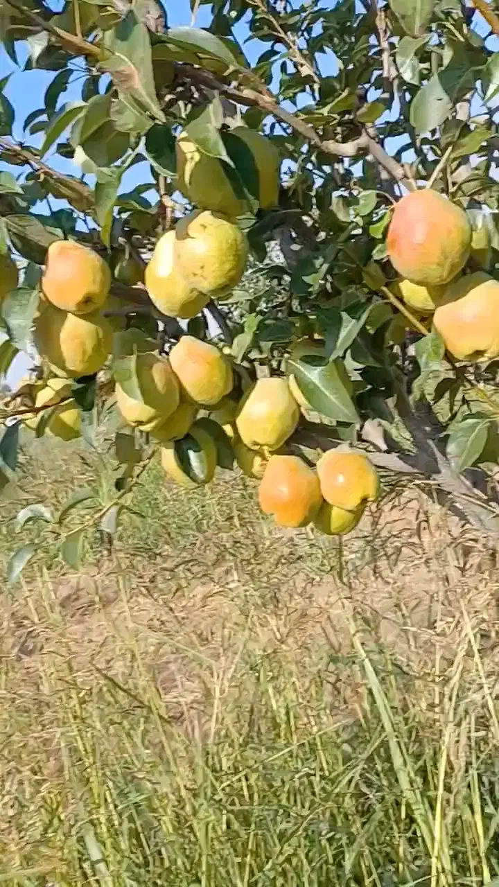 نیازمند باغبان حرفه ای شراکت|خدمات باغبانی و درختکاری|قزوین, |دیوار