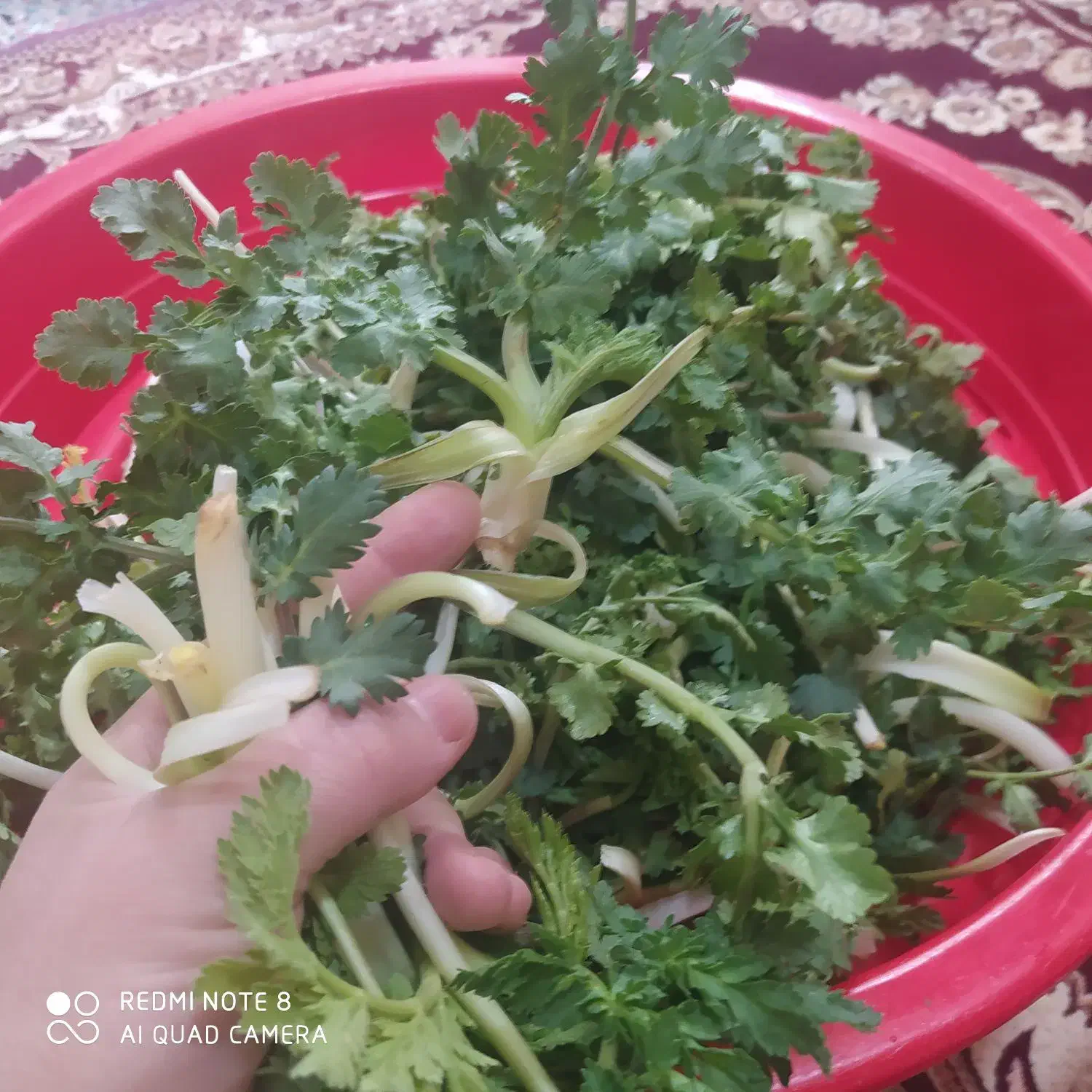 سبزی کوهی|خوردنی و آشامیدنی|شاهین دژ, |دیوار